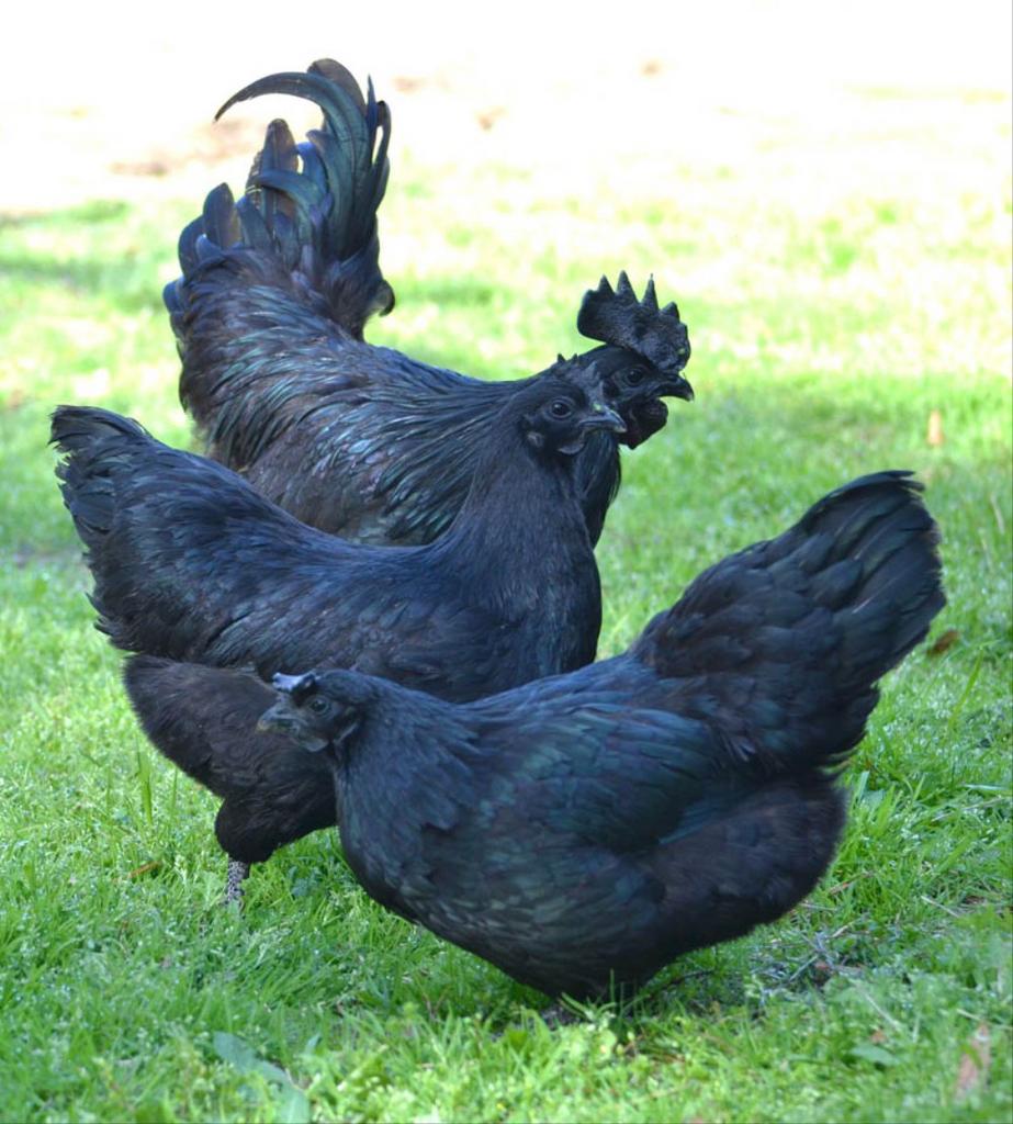 Broedeieren Ayam Cemani, Dieren en Toebehoren, Pluimvee
