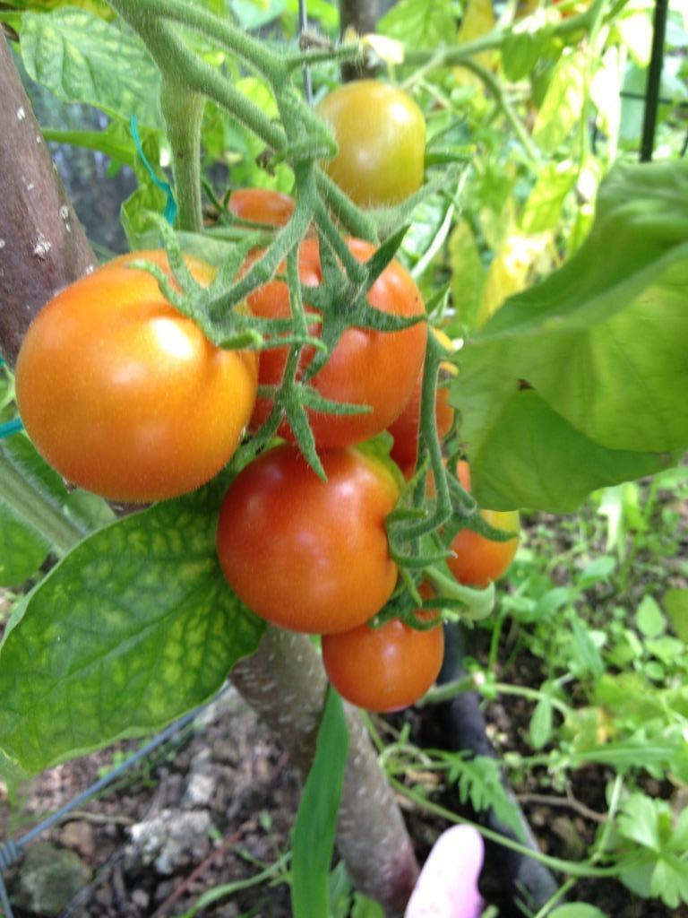 5 zaden vroege lage tomaat Ping Pong - cocktailtomaatjes, Tuin en Terras, Bloembollen en Zaden, Zaad, Voorjaar, Verzenden
