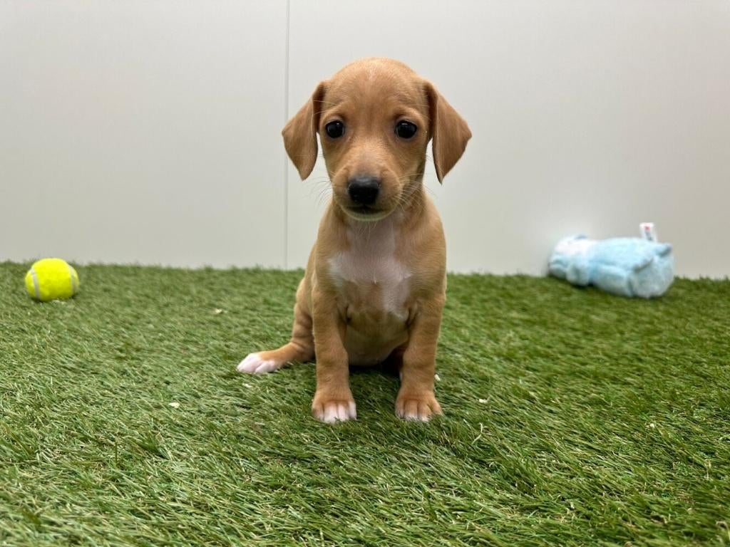 Chiots Croisé Lévrier Italien x Teckel