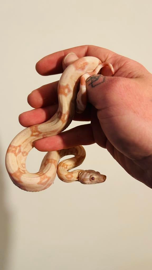 Boa constrictor albino kahl ( hypo), Animaux & Accessoires, Serpent, Domestique, 0 à 2 ans