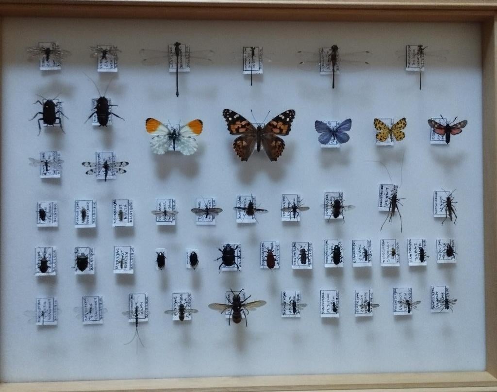 Insectes Belges, Enlèvement, Neuf, Insecte, Autres types