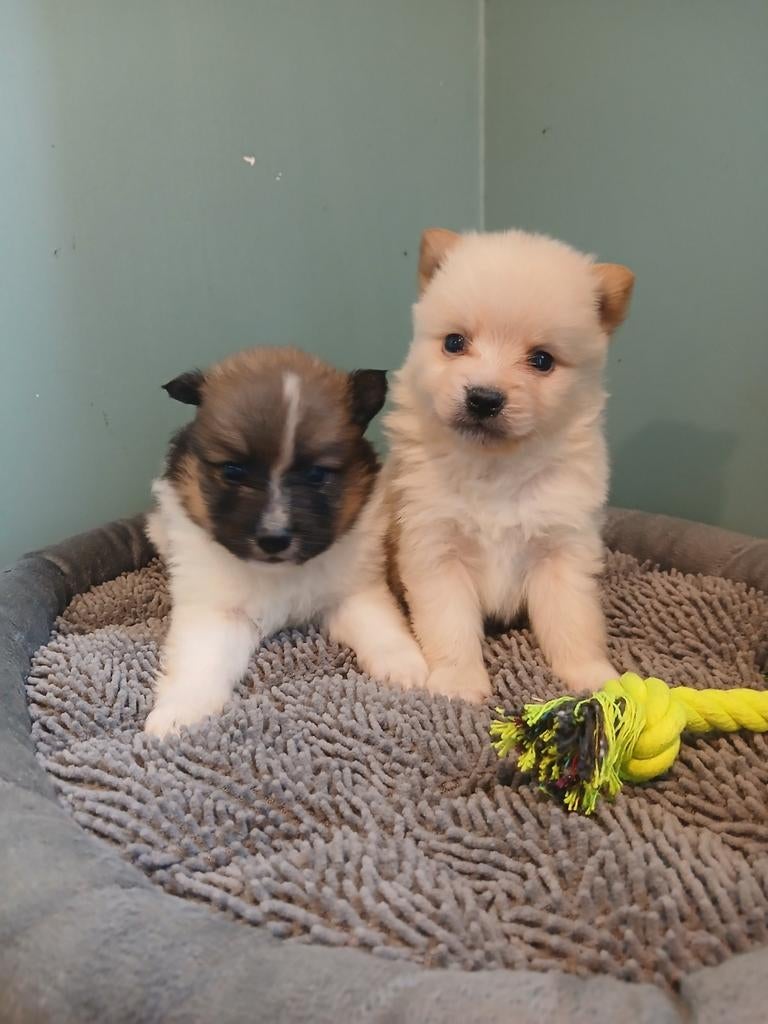 Keespups zoeken warme thuis, Dieren en Toebehoren, Parvo, België, Keeshond, 8 tot 15 weken