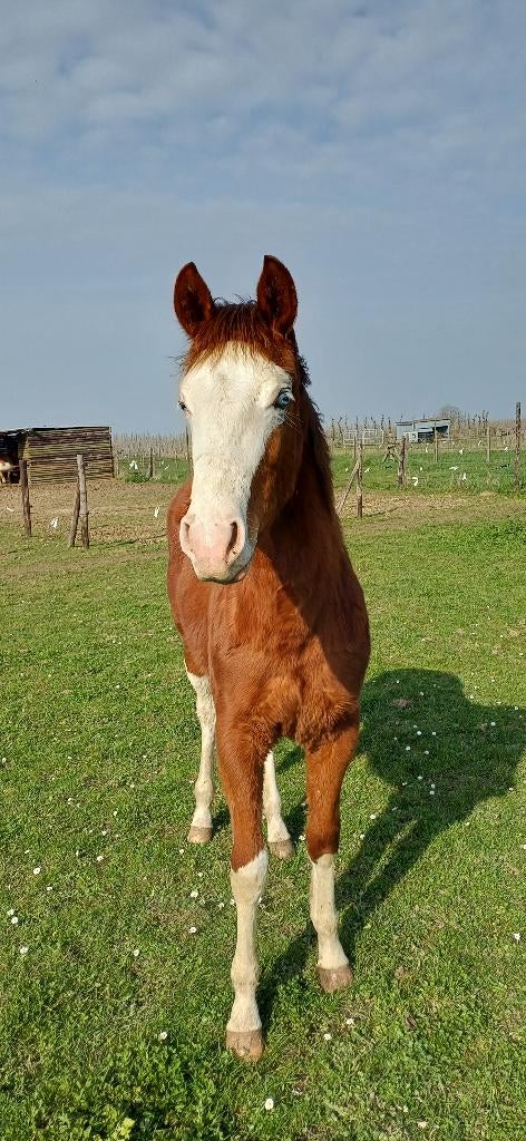 Quarter horse jaarling hengst, Moins de 160 cm, Cheval western, Avec pedigree, Étalon