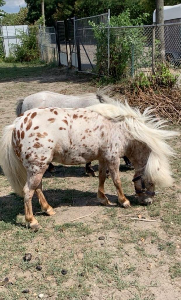 Gezocht panterbonte/appaloosa mini hengst of fewspot!, Dieren en Toebehoren, Pony's, Hengst