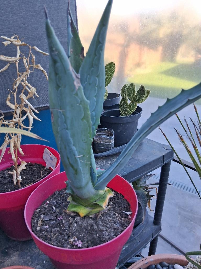 Agave américain, Jardin & Terrasse, Enlèvement, Été, Plante fixe, Autres espèces