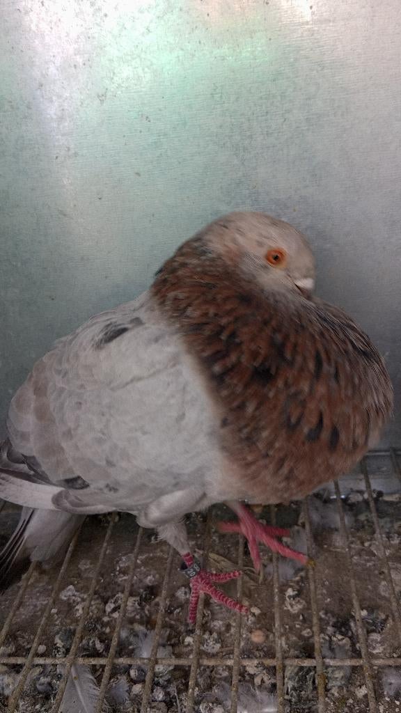 Een koppel spanse Canaria, Dieren en Toebehoren, Meerdere dieren, Kropper