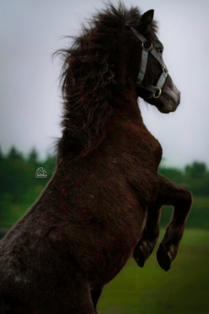 2 jarige shetlander, Dieren en Toebehoren, Pony's, Gechipt, 0 tot 2 jaar, Hengst, A pony (tot 1.17m)