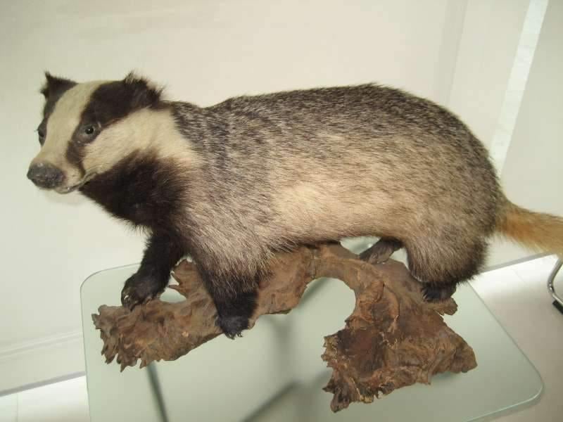 Opgezette das + kraai, Ophalen