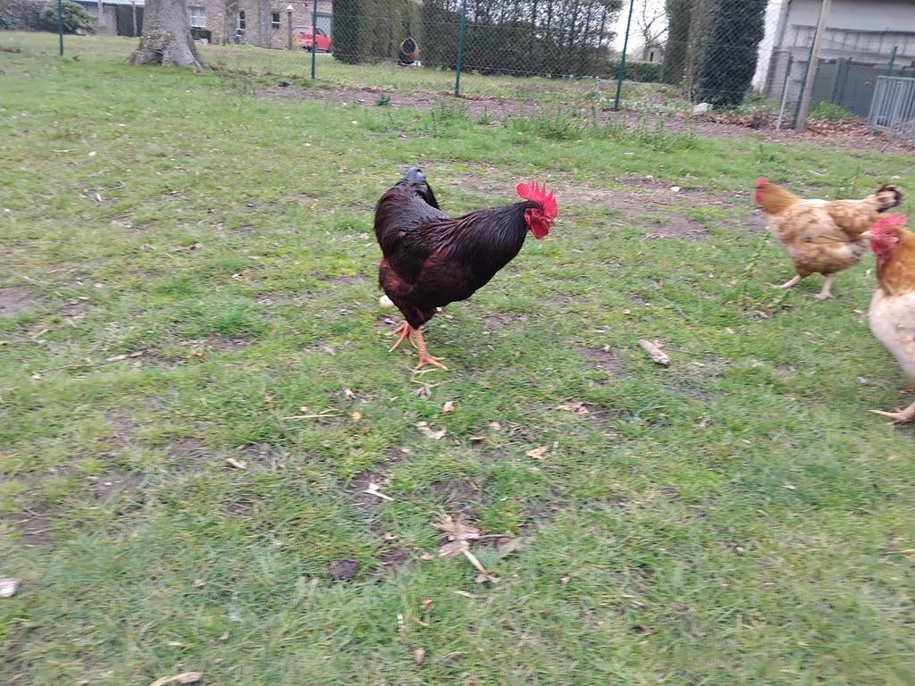 Œufs à éclore - Kabir, Rhode Island, Animaux & Accessoires, Volatiles