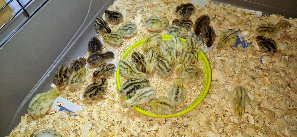 Kuikens Japanse kwartels, Sexe inconnu