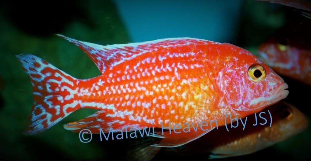 Aulonocara Fire Fisch - Malawi cichliden, Dieren en Toebehoren, Vissen | Aquariumvissen, Zoetwatervis, Vis, Schoolvis