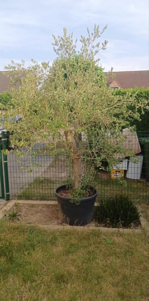 Laatste beschikbare olijfboom te koop., Tuin en Terras, Planten | Bomen, Ophalen