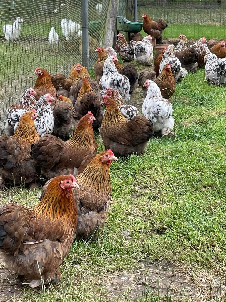 Sierkippen, Meerdere dieren, Kip