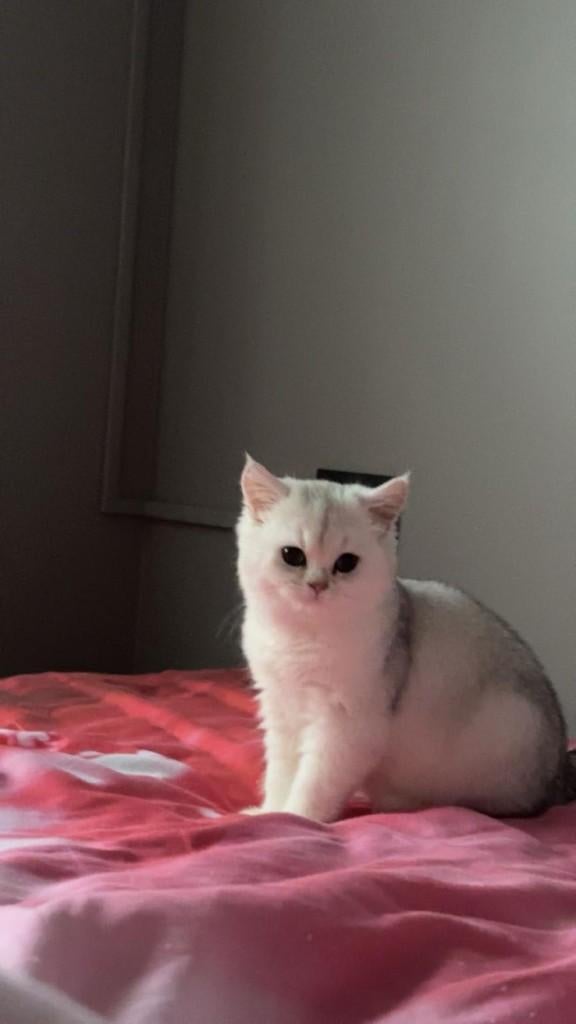 British shorthair, Chatte ou Chat, Vermifugé, 0 à 2 ans