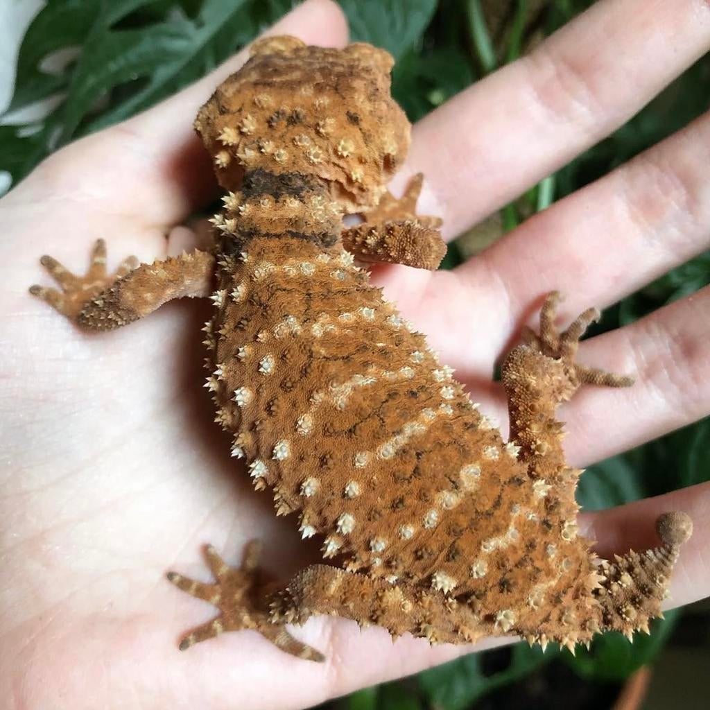 Nephrurus amyae volwassen trio, Dieren en Toebehoren, Reptielen en Amfibieën, Hagedis, Tam, 3 tot 6 jaar
