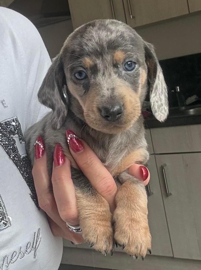 Prachtige dwergteckelpups, Dieren en Toebehoren, Honden | Teckels en Dashonden, Meerdere dieren, Korthaar, Dwerg, Fokker | Professioneel