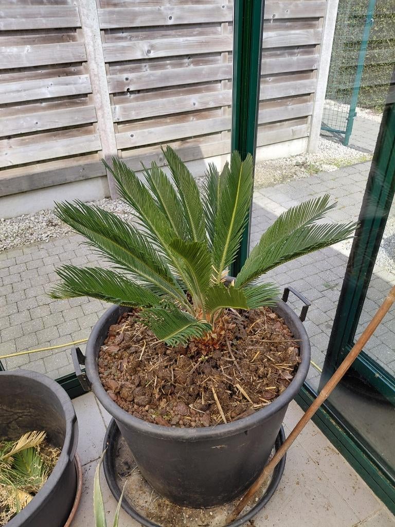 cycas revoluta, En pot, Moins de 100 cm, Plein soleil, Enlèvement