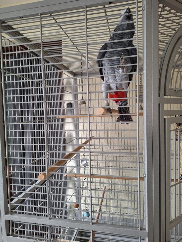 Papagaai  tam, Domestique