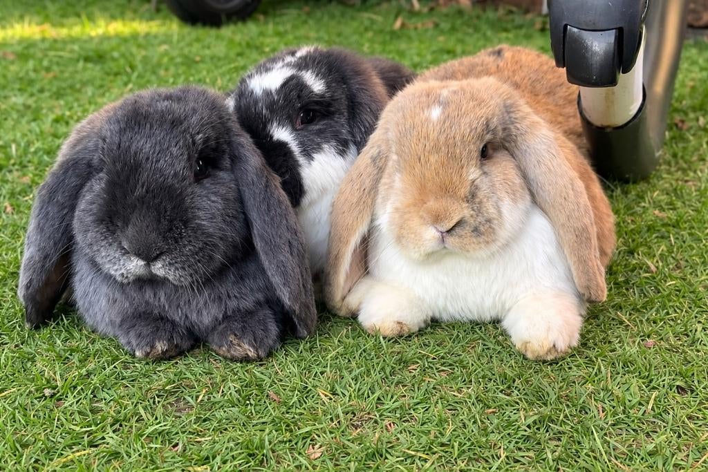 3 Franse hangoor konijntjes + volledige set hok ren voeding, Plusieurs animaux, Grand, Oreilles tombantes, 0 à 2 ans