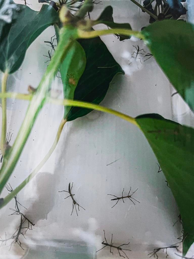 Wandelende takken GRATIS, Dieren en Toebehoren, Wandelende tak