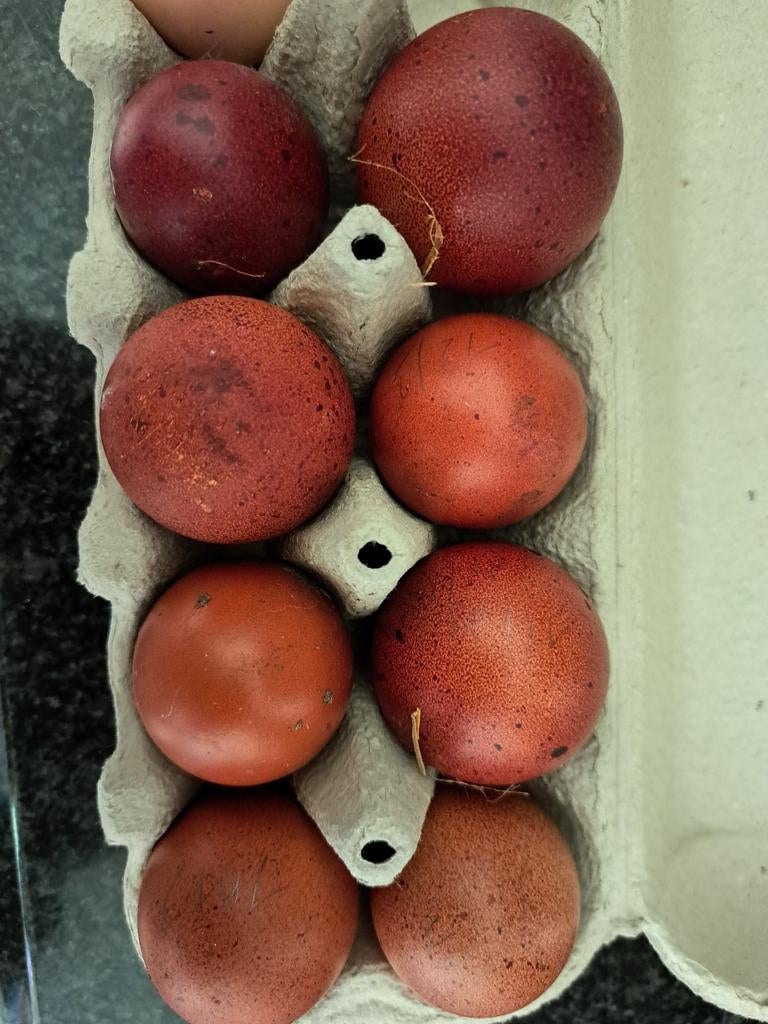 Marans et œufs de ponte, Enlèvement, Couveuse