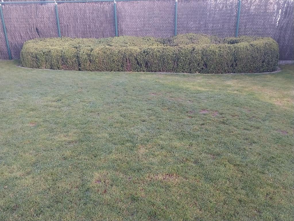 Buxus, Ophalen, Buxus