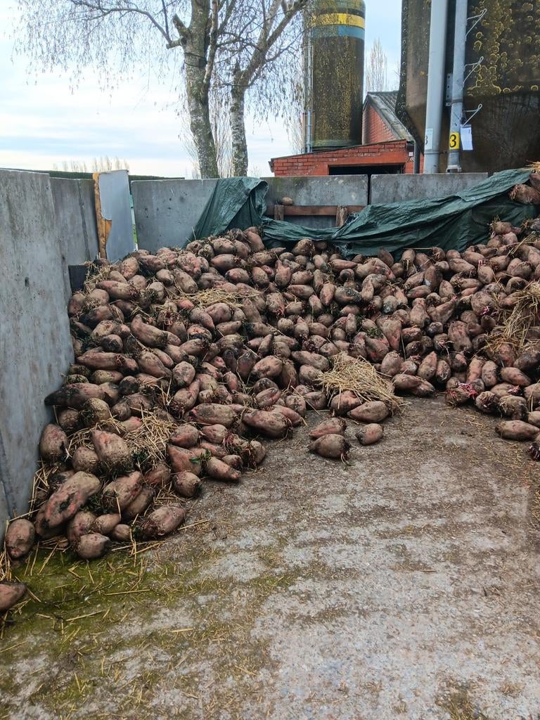 Voederbieten te koop, Dieren en Toebehoren