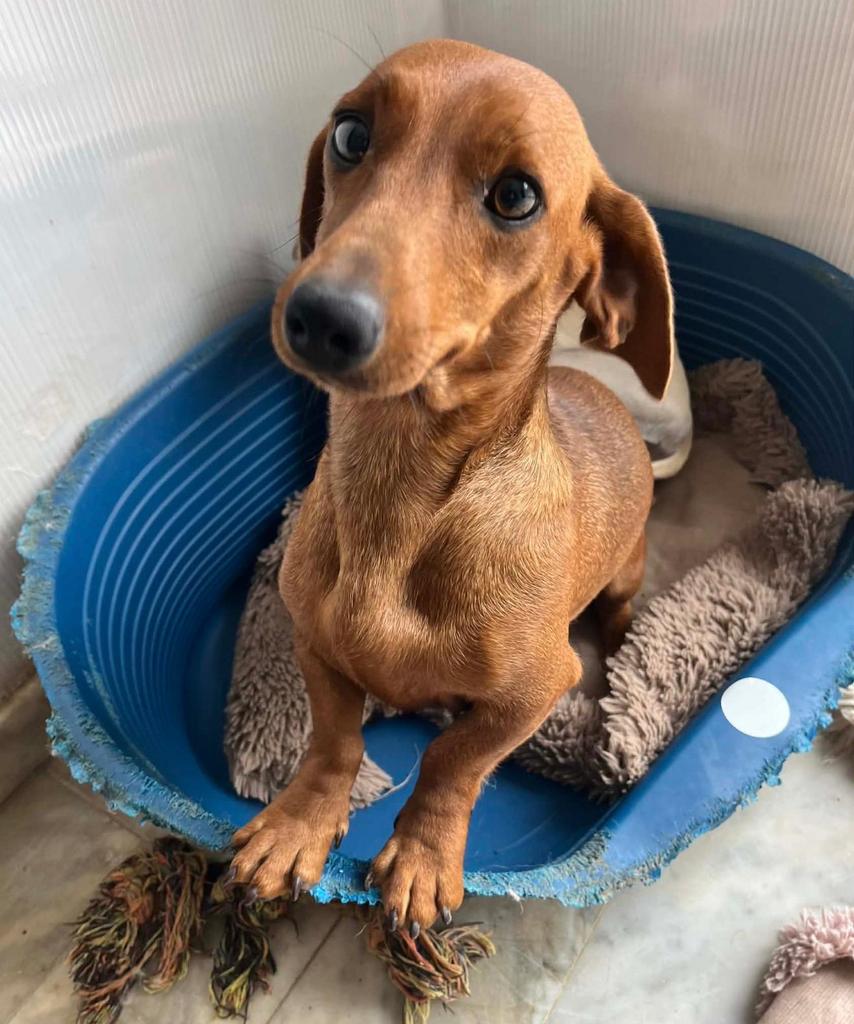 2 belles femelles teckels adultes, Animaux & Accessoires, 3 à 5 ans, Poils courts, Hépatite contagieuse (maladie de Rubarth), Chienne