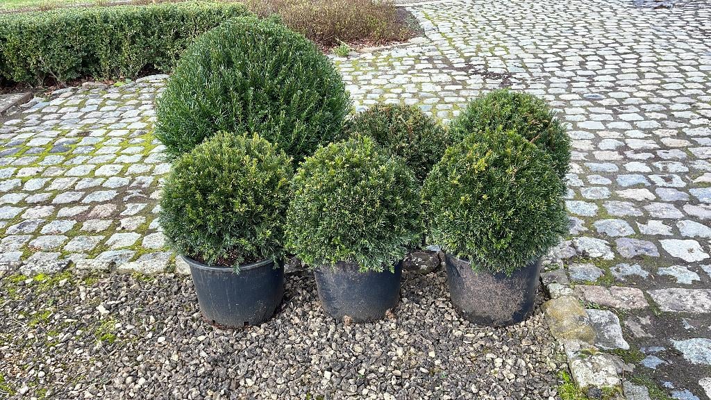 Ilex en taxus bollen, Tuin en Terras, Ophalen, Taxus, Struik