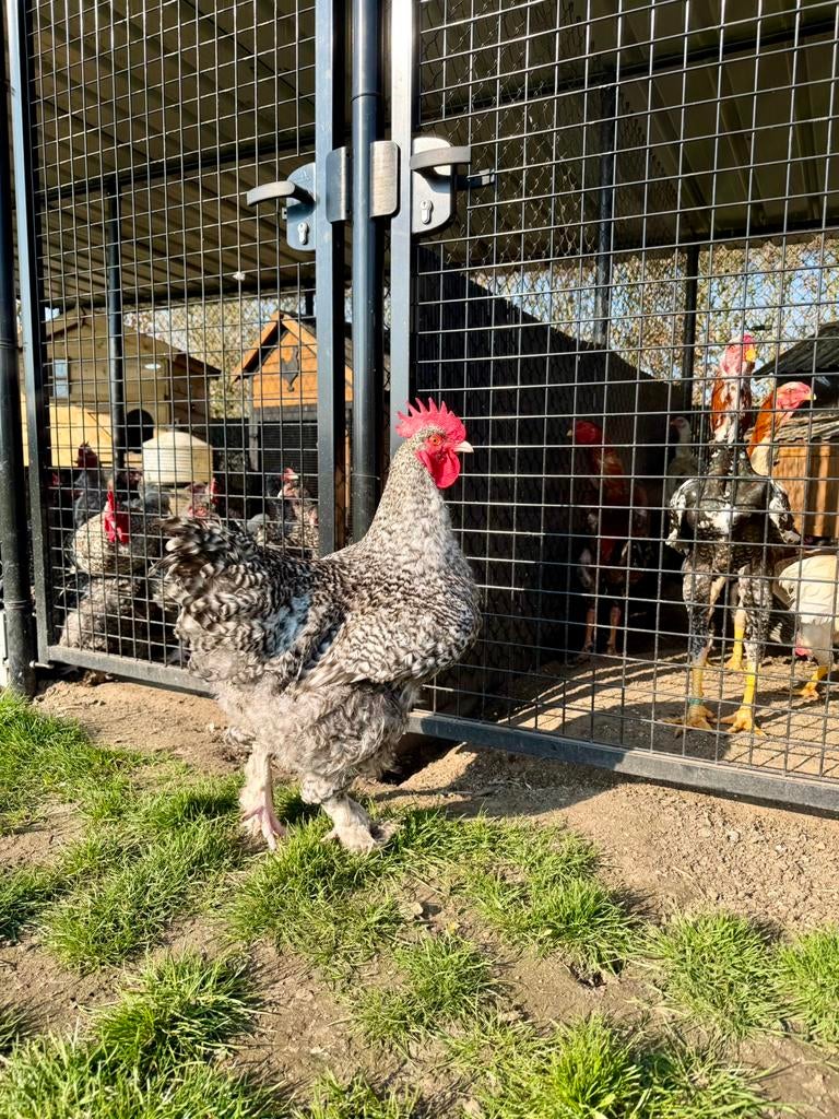 Broedeieren Mechelse Koekoek – mooie grote ouderdieren, Animaux & Accessoires, Volatiles, Poule ou poulet, Plusieurs animaux