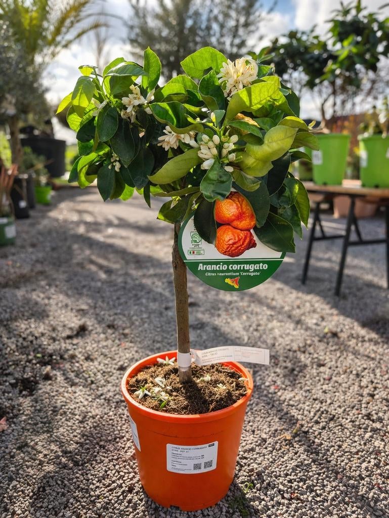 Citrus Sinensis - Sinaasappel, Ophalen