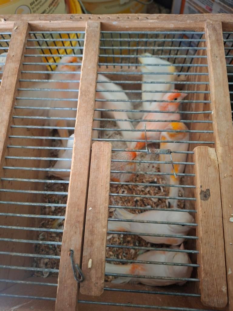 Kanaries rood mozaik  koppels  25euro stuk