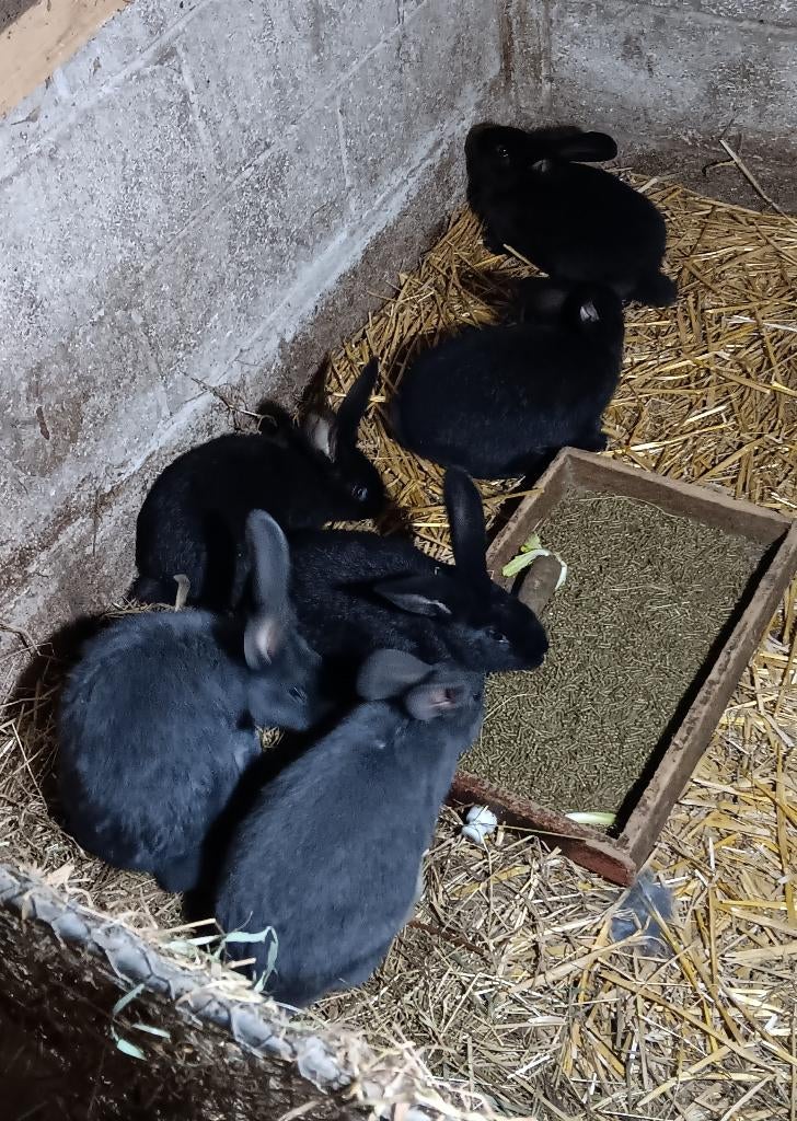 Duitse reuzen blauw en zwart, Dieren en Toebehoren, Konijnen, Meerdere dieren, Groot, 0 tot 2 jaar