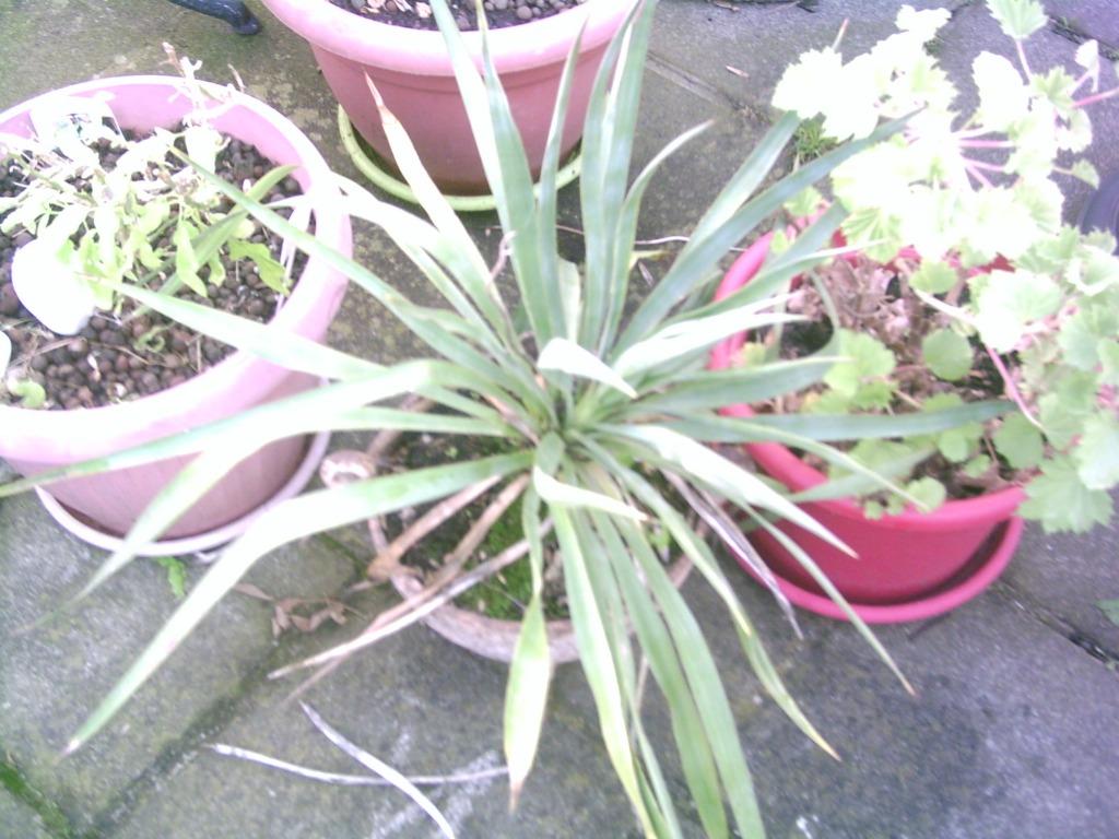 Youcca extérieure, Volle zon, Vaste plant, Zomer, Ophalen