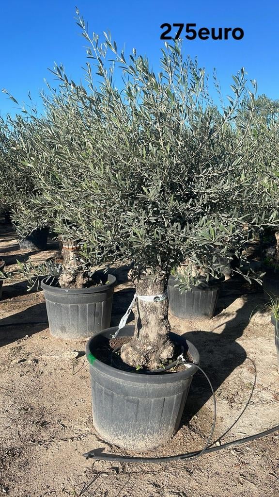 ‼️Olijfbomen olea europaea half april in België ‼️, Ophalen