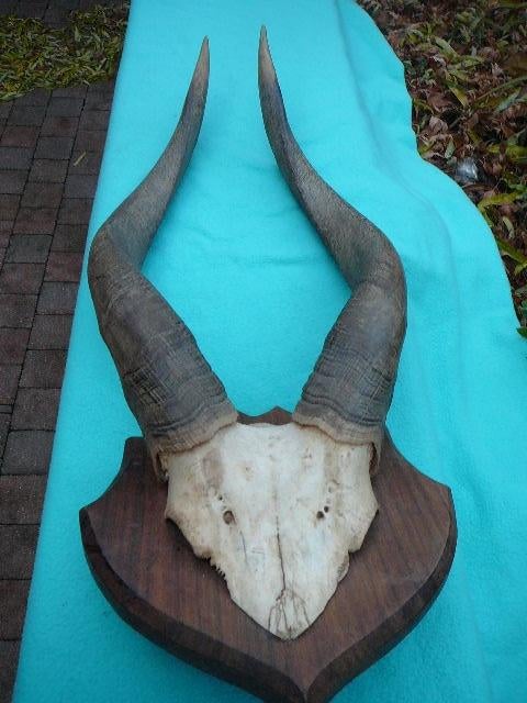 ancienne corne de antilope, Collections, Collections Animaux, Enlèvement ou Envoi, Comme neuf, Animal sauvage, Bois ou Tête