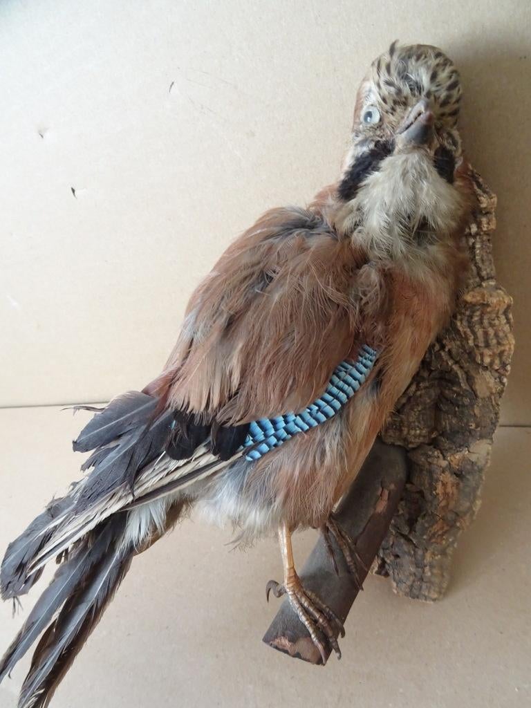 Opgezette vlaamse gaai vintage opgezette Vlaamse gaai 37cm, Verzamelen, Dierenverzamelingen, Gebruikt, Opgezet dier, Vogel, Ophalen of Verzenden