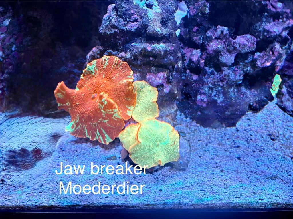 Stekken uit eigen zeeaquarium, Dieren en Toebehoren, Vissen | Aquaria en Toebehoren, Ophalen of Verzenden, Nieuw, Overige typen