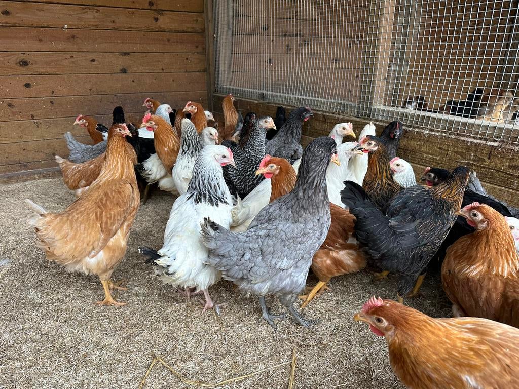 Legkippen verschillende kleuren, Femelle, Poule ou poulet
