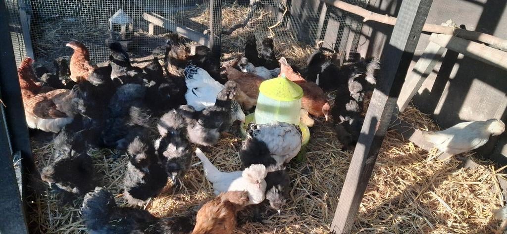 Jeunes poules et coq soie, Animaux & Accessoires, Juillet, Plusieurs animaux