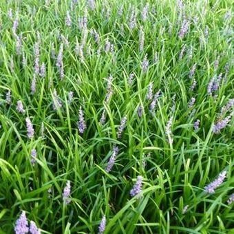 Leliegras - liriope ' big blue', Ophalen, Vaste plant