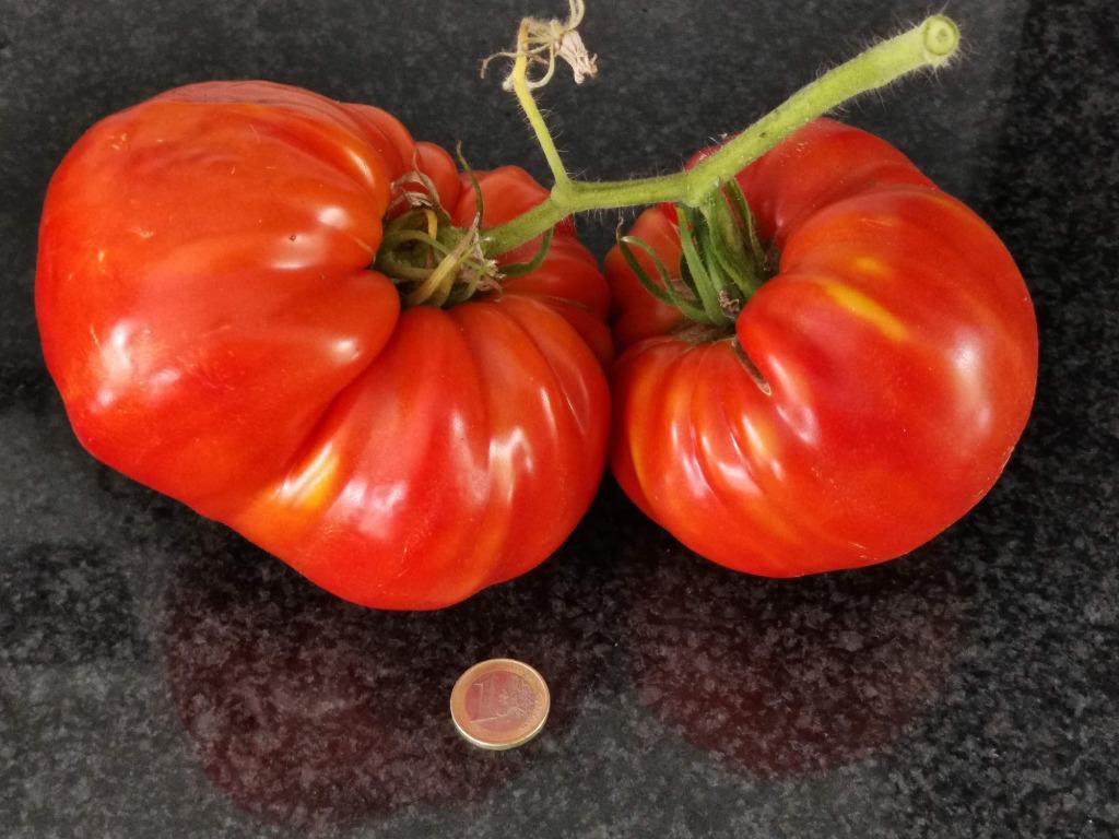 5 graines de spectaculaire grosse tomate Hoy - tomate de bœu, Jardin & Terrasse, Bulbes & Semences, Graine, Printemps, Envoi