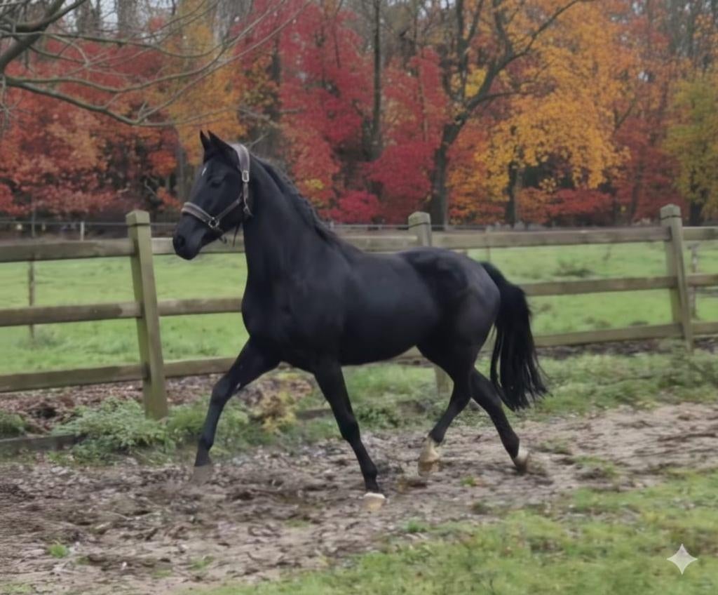Merrie dressuur gefokt, Dieren en Toebehoren, Paarden, Merrie, Met stamboom, Dressuurpaard, 3 tot 6 jaar
