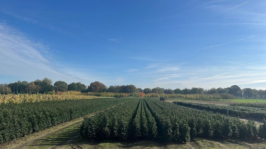 Laurel Oisterwijk, portugaise de formation professionnelle, Enlèvement ou Envoi, Laurier, Haie