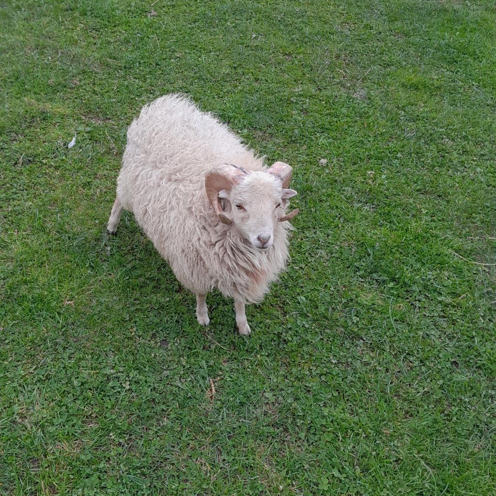 Te koop: ouessant ram, Dieren en Toebehoren