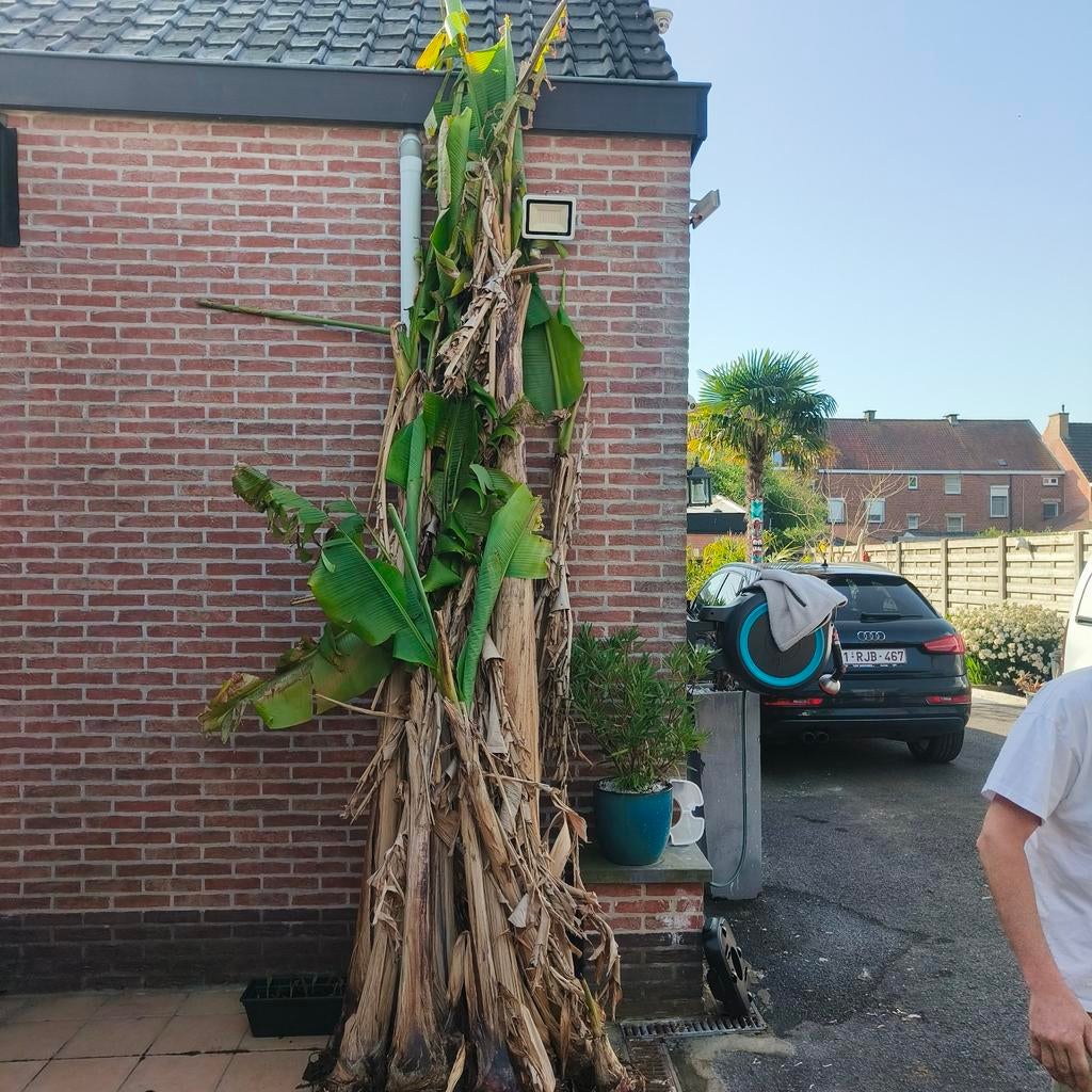 Bananenplanten, Tuin en Terras, Ophalen