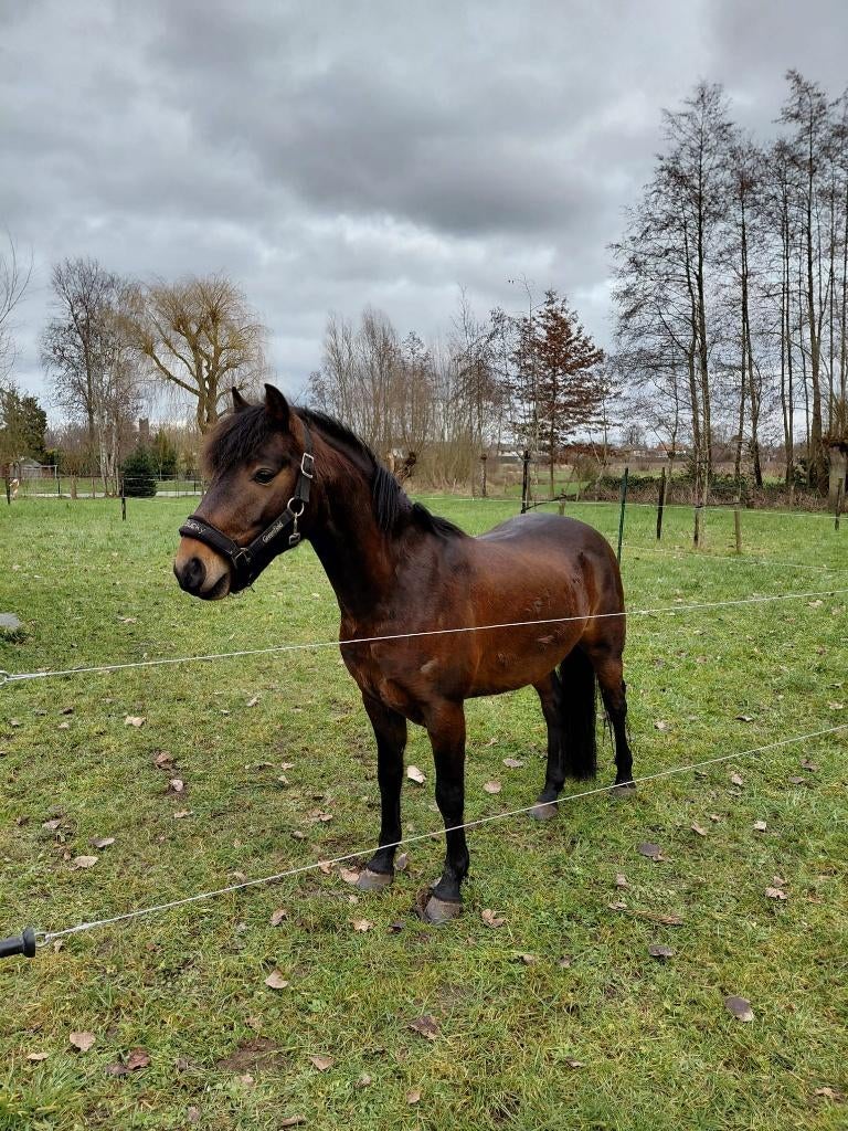 6 jarige pony te koop, Dieren en Toebehoren, Pony's, Met stamboom, Ruin, 3 tot 6 jaar, B pony (1.17m tot 1.27m)