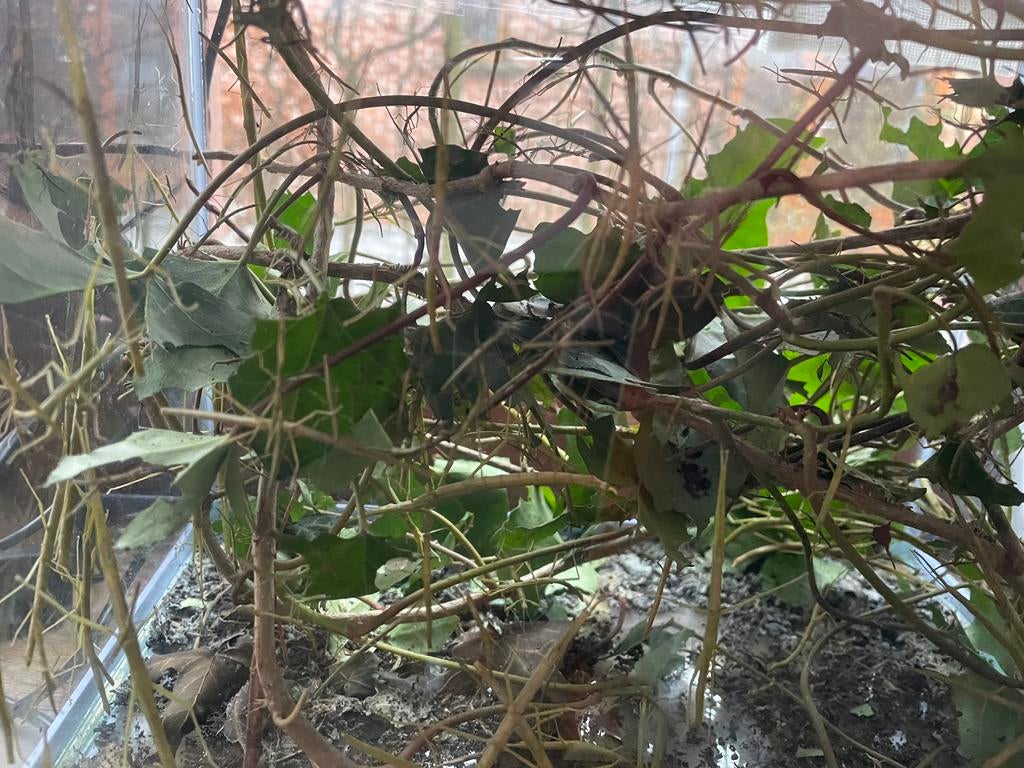 Wandelende takken GRATIS, Dieren en Toebehoren, Insecten en Spinnen, Wandelende tak