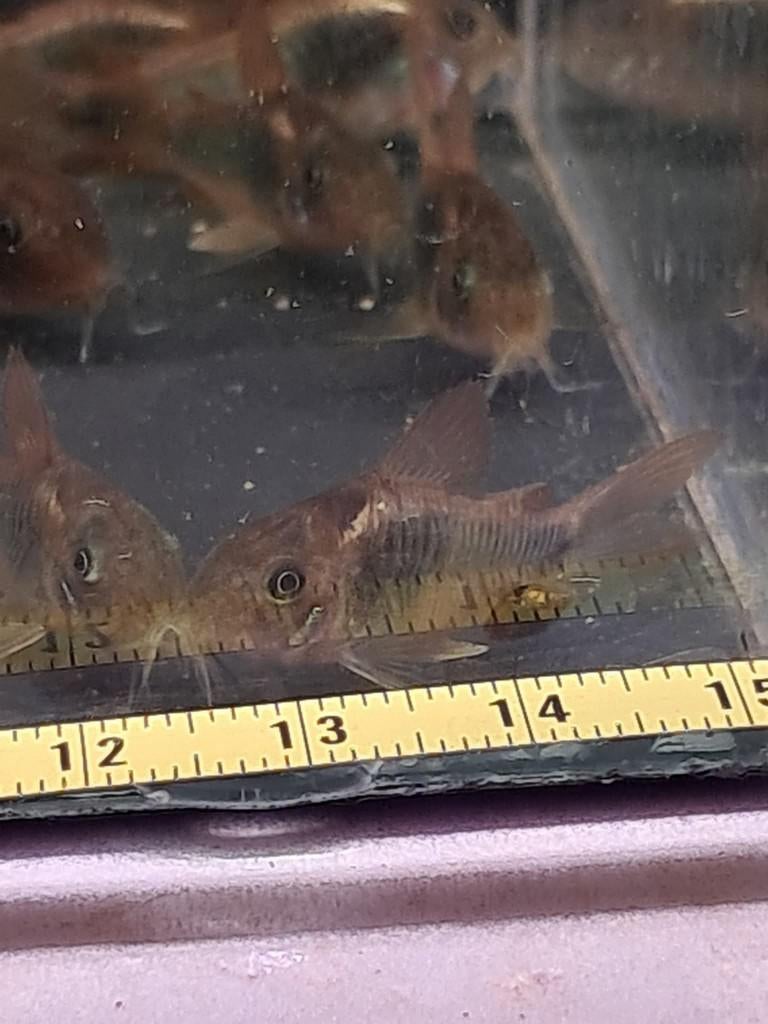 Corydoras aeneus (osteogaster aeneus), Dieren en Toebehoren, Vissen | Aquariumvissen, Zoetwatervis, Vis
