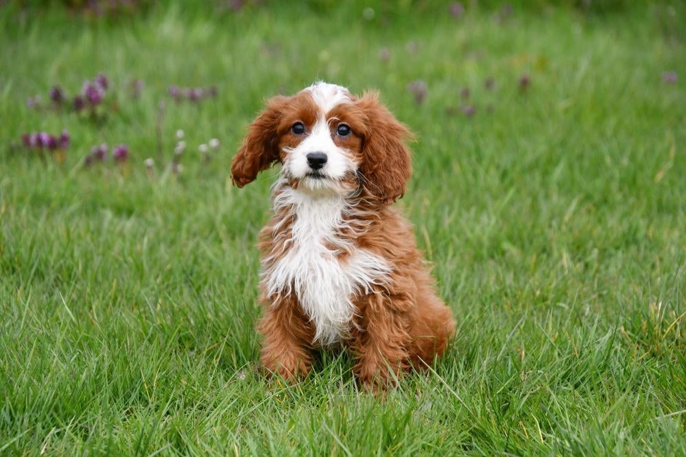 Chiots Cavapoo à vendre, 15 semaines à 1 an, Étranger, Petit, Hépatite contagieuse (maladie de Rubarth)